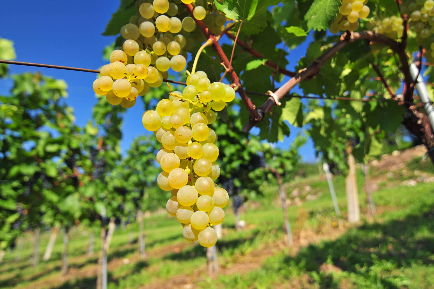 Druiven wit pitloos los kist 4,5 kilogram 2